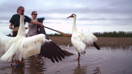 Calgary Zoo loans ‘spy eggs’ to help whooping cranes in Louisiana