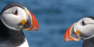 Pilfering from puffins: How sneaky seagulls steal for survival