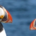 Pilfering from puffins: How sneaky seagulls steal for survival