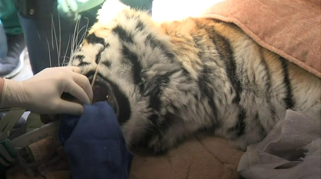 Tiger goes to the dentist for a root canal
