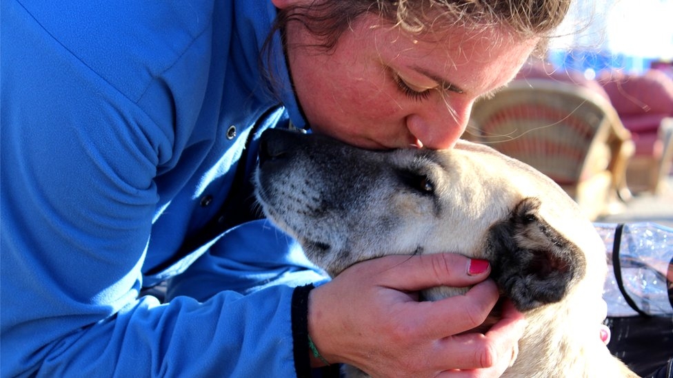 How one stray dog changed my life forever