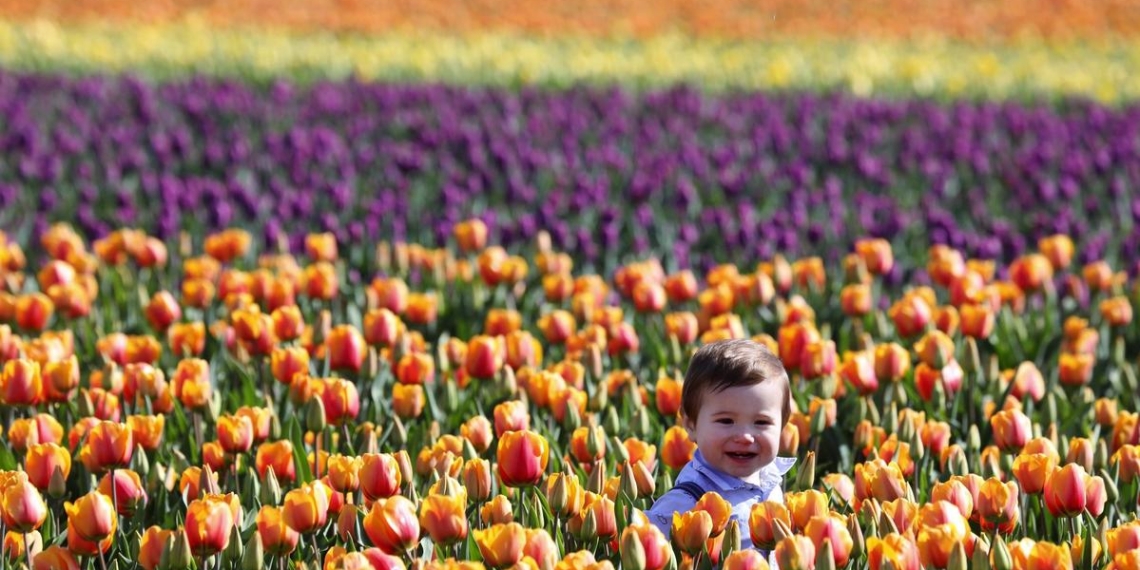 Bulbs are bursting in Skagit Valley tulip fields