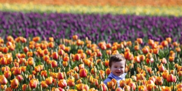 Bulbs are bursting in Skagit Valley tulip fields