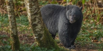B.C. guide outfitter fined $25K for bear baiting