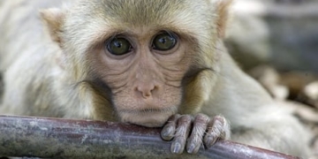 These monkeys can barter, but can they gamble? Alberta prof hopes to find out