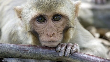 These monkeys can barter, but can they gamble? Alberta prof hopes to find out