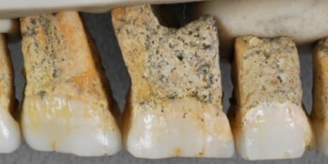 Bones found in Philippines may belong to previously unknown human relative