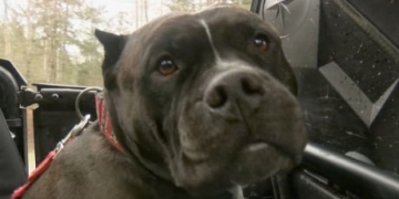 Watch as B.C. man saves his dog from prowling cougars