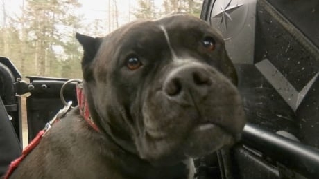 Watch as B.C. man saves his dog from prowling cougars