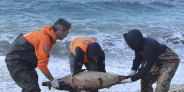 Turkey denies Aegean dolphin deaths linked to navy drill