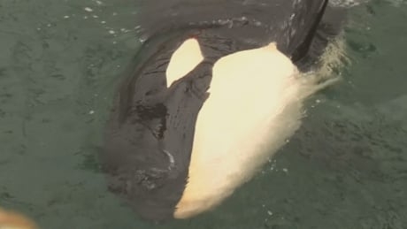 Russia to free orcas and belugas from ‘whale jail’ after outcry