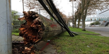 City Light releases more details on poles that collapsed, but says it still doesn’t know why they toppled