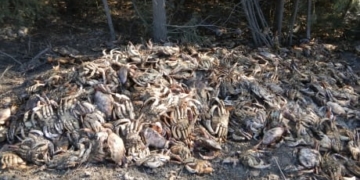 ‘Atrocious’: 250 Dungeness crabs dumped beside major highway in Northern B.C.