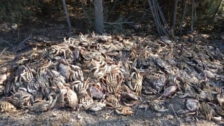 ‘Atrocious’: 250 Dungeness crabs dumped beside major highway in Northern B.C.