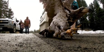 Williams Lake Band councillor releases eagle he and his wife saved back into wild