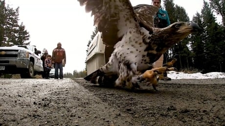Williams Lake Band councillor releases eagle he and his wife saved back into wild