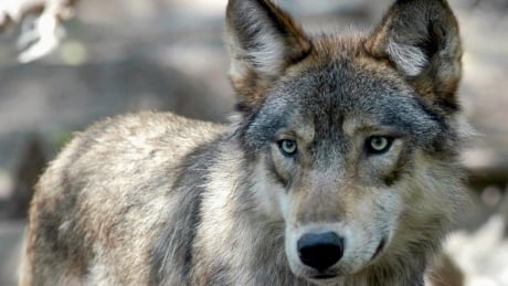 500 dead wolves vs. 500 lost jobs: Town balks at potential cost of saving caribou in northeastern B.C.