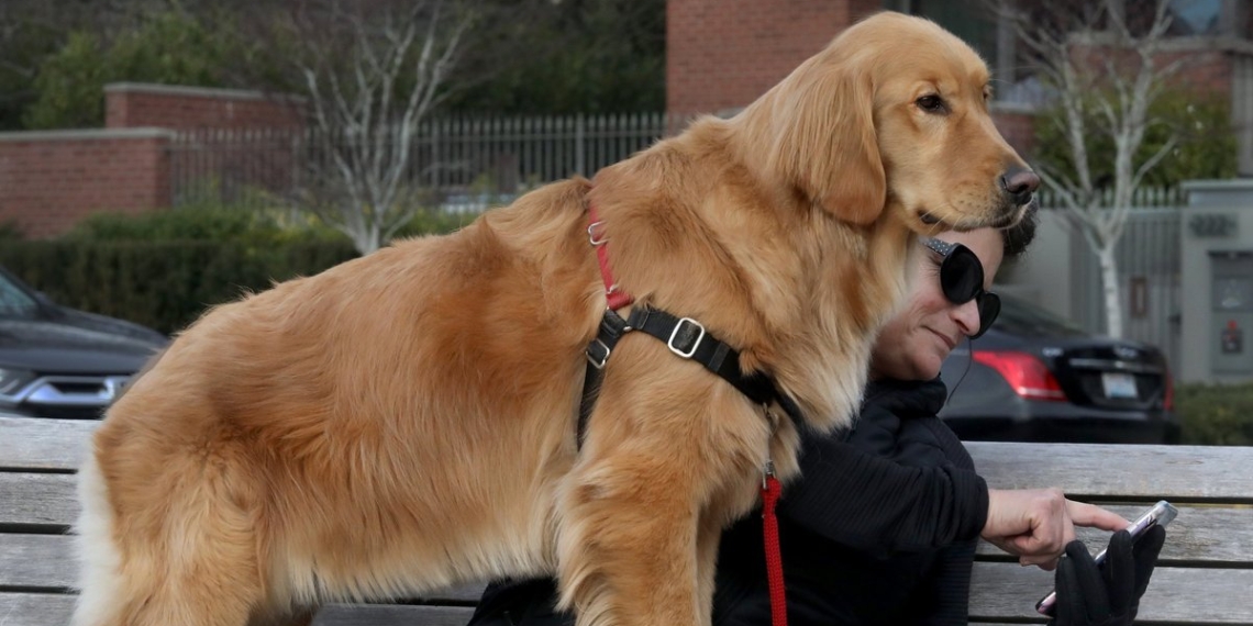 Woof woof! Seattle named best dog city in the nation, again