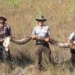 Florida python: Massive pregnant snake caught using new approach