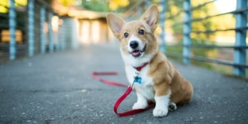 Couple hounded by confused strangers scammed looking for free puppies