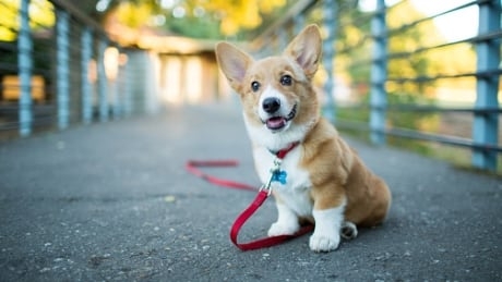 Couple hounded by confused strangers scammed looking for free puppies