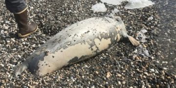 60 dead seals found along warming Alaska coast