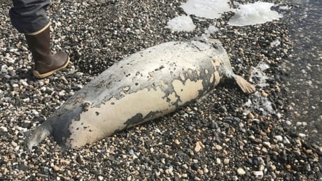 60 dead seals found along warming Alaska coast