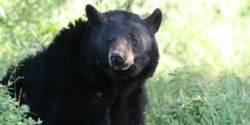 Bear activity prompts road closure in Coquitlam park