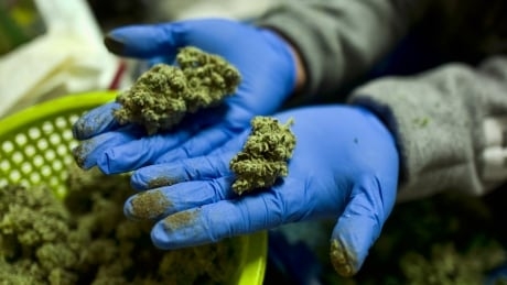 Bill Blair refutes Ontario government’s claim there’s not enough pot to go around