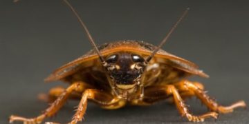 Cockroaches have become nearly impossible to kill with chemicals, study finds