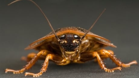 Cockroaches have become nearly impossible to kill with chemicals, study finds