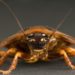 Cockroaches have become nearly impossible to kill with chemicals, study finds