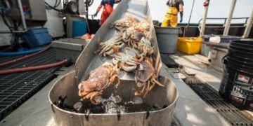 Crab fishermen cashing in during windfall harvest in Northern B.C.
