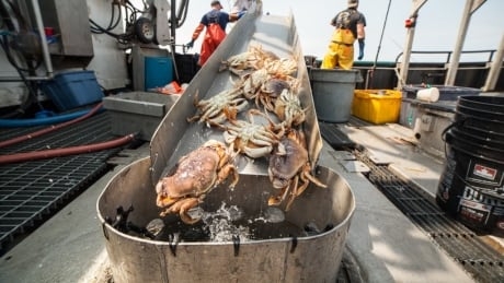 Crab fishermen cashing in during windfall harvest in Northern B.C.