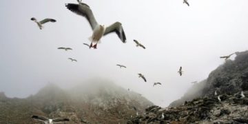 Critics plead with U.S. not to dump poison on mice-infested California island