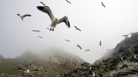 Critics plead with U.S. not to dump poison on mice-infested California island