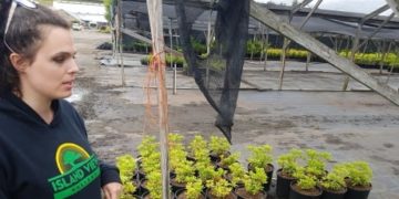 Massive Vancouver Island nursery under quarantine after harmful pathogen found