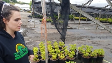 Massive Vancouver Island nursery under quarantine after harmful pathogen found