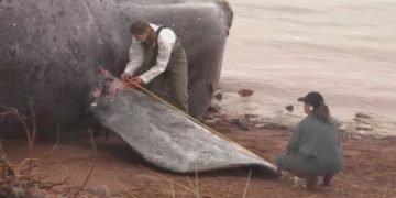 Right whale protections may not be enough, federal review shows