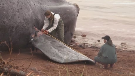 Right whale protections may not be enough, federal review shows