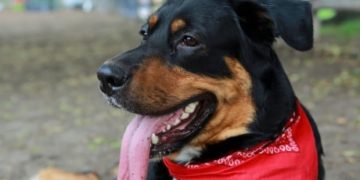 FDA names 16 dog-food brands with potential link to canine heart disease