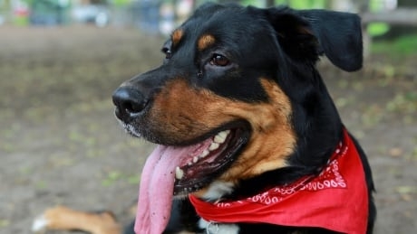 FDA names 16 dog-food brands with potential link to canine heart disease