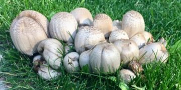 This is why mushrooms are springing up on lawns across the city