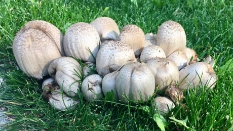 This is why mushrooms are springing up on lawns across the city