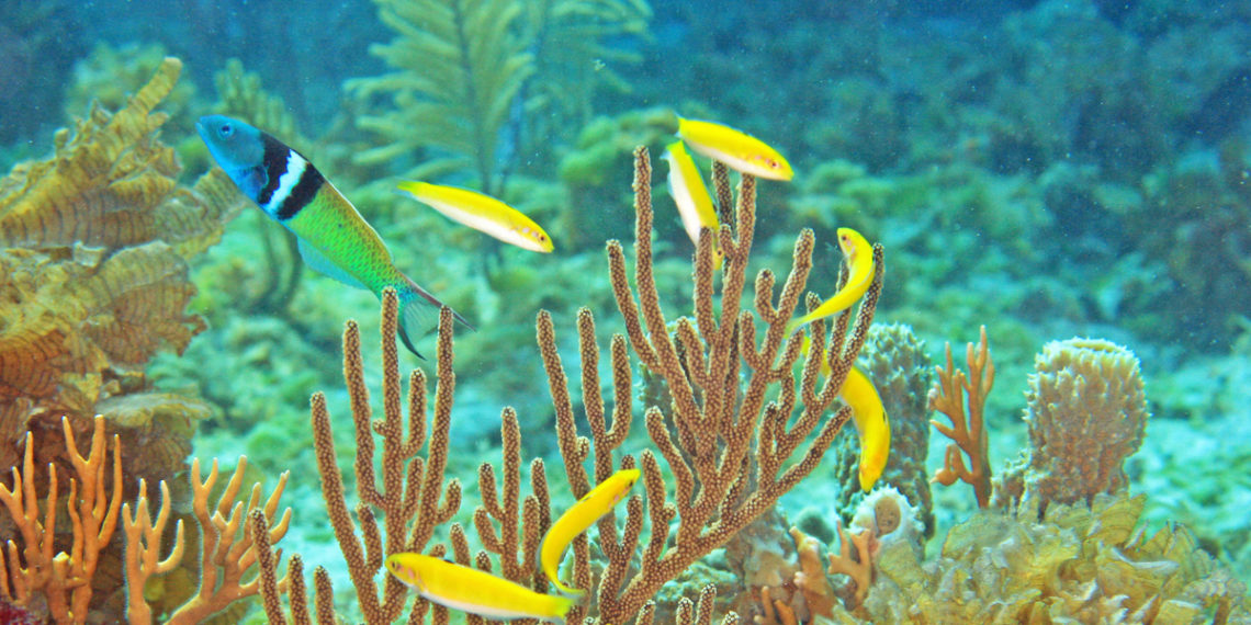 Scientists uncover how some fish can change sex as adults