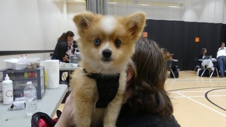 ‘The most important relationship’: Winnipeg clinic offers free health care for pets, owners alike