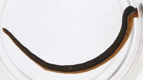 Meet Macrobdella mimicus: Researchers identify new species of medicinal leech