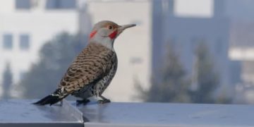 ‘Impenetrable’ coating to protect B.C. theatre from woodpeckers’ pointy beaks