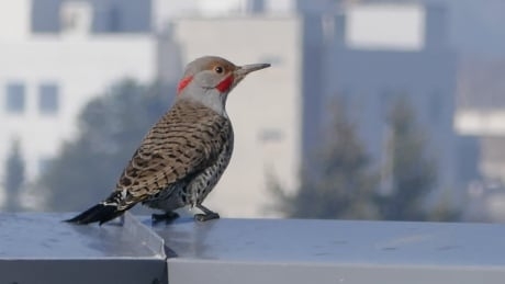 ‘Impenetrable’ coating to protect B.C. theatre from woodpeckers’ pointy beaks