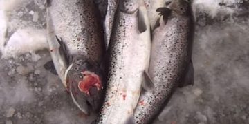 N.B. seafood giant vows change after hidden camera shows ‘unacceptable practices’